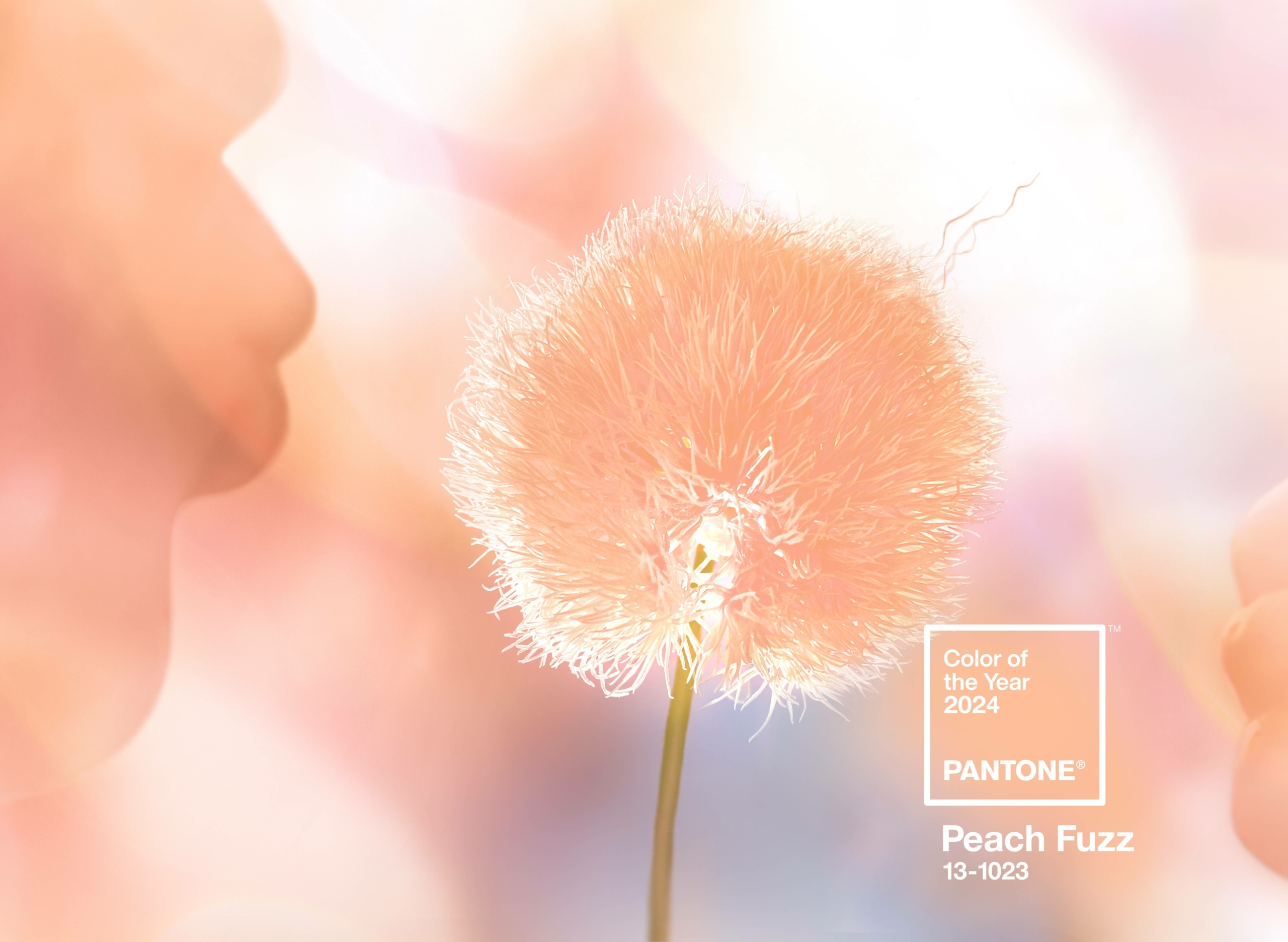 Peach Fuzz a cor do ano de 2024